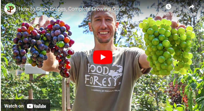How to Grow Grapes in Singapore