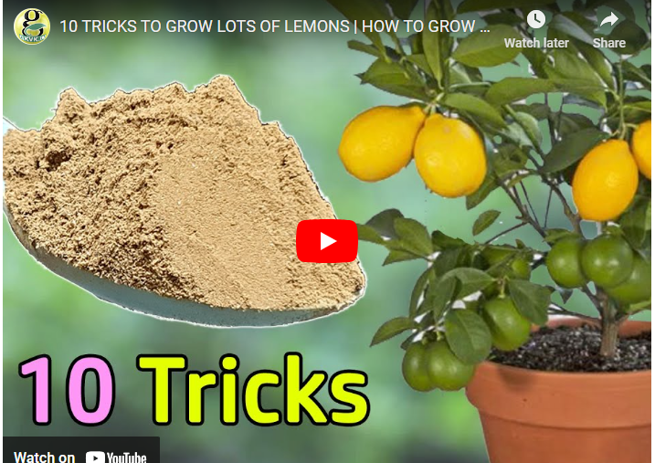 How to Grow Lemon in Singapore