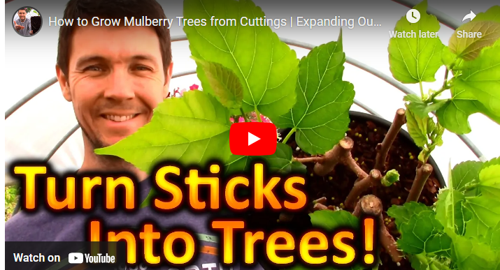 How to Grow Mulberry Tree from Cutting