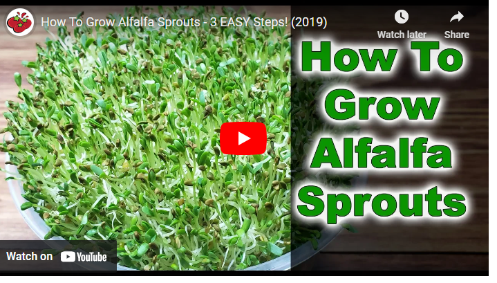 How to Sprout Alfalfa Seeds