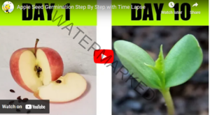 [Beginners Guide] How to Sprout Apple Seeds - Agrolearner.com