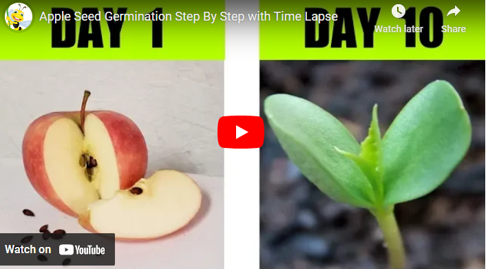 How to Sprout Apple Seeds