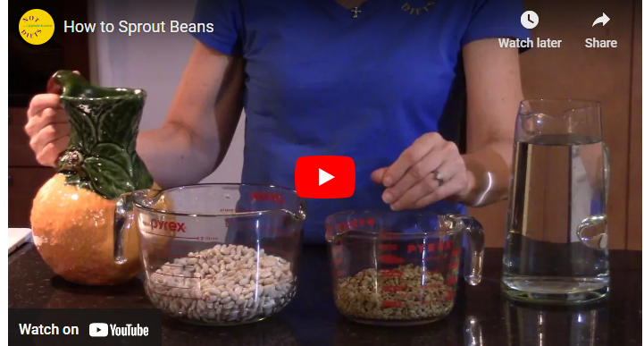 How to Sprout Beans