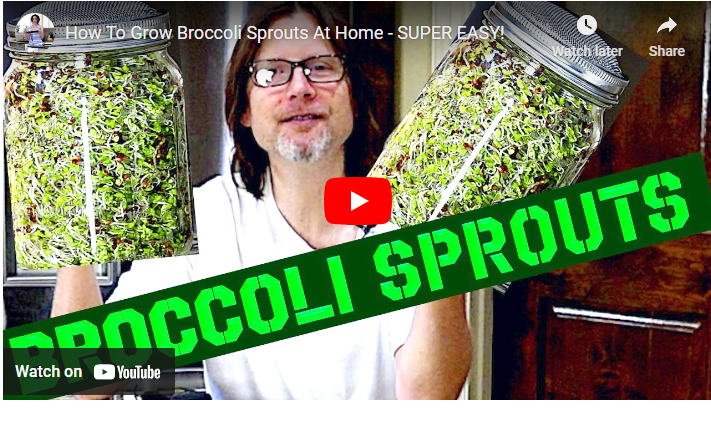 How to Sprout Broccoli Seeds