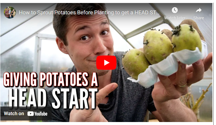 How to Sprout Potatoes