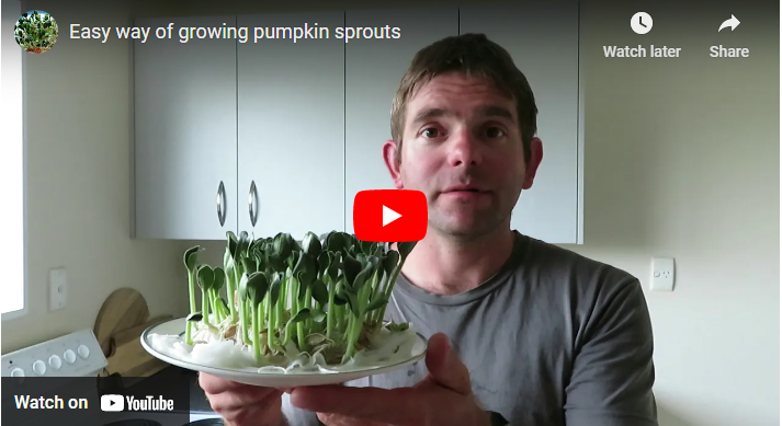 How to Sprout Pumpkin Seeds
