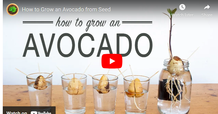 How to Sprout an Avocado Seed