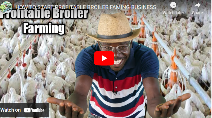 How to Start Broiler Poultry Farming Business