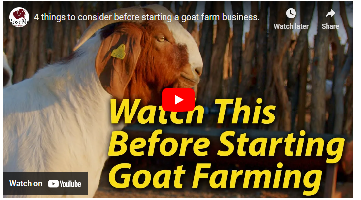 How to Start Goat Farming Business in Australia