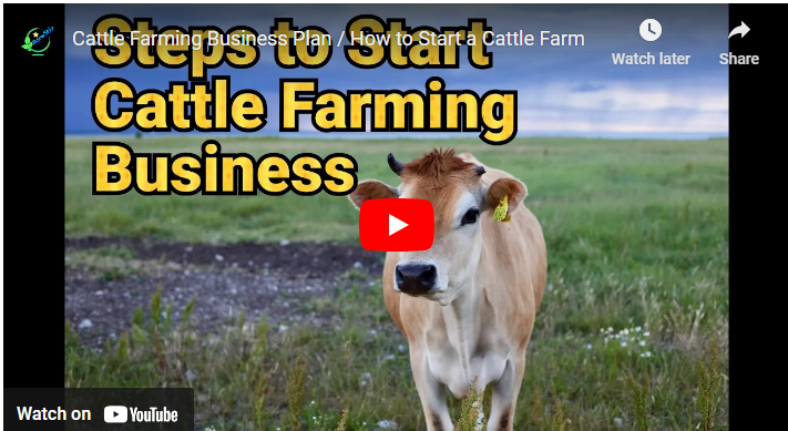 How to Start a Cattle Farming Business in Australia
