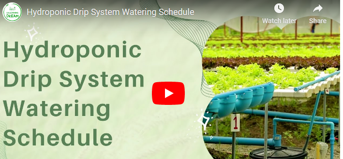 Hydroponic Drip System Watering Schedule