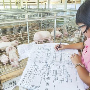 How To Build pen for 5-10 pigs
