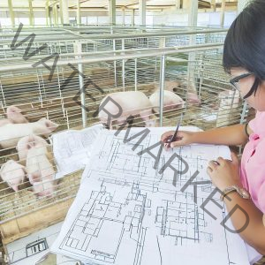 How To Build pen for 5-10 pigs