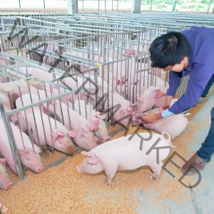 How to construct a Pig Pen With Pallets