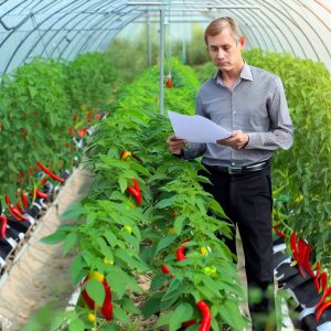 Business Plan For Tomato Greenhouse 