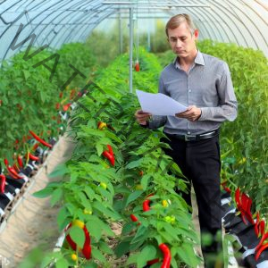 Business Plan For Tomato Greenhouse 