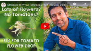 How to Safely Spray Tomatoes During Flowering Stage - Featured Image