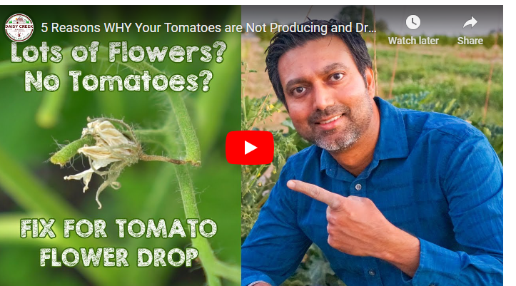 How to Increase Flowering in Tomatoes