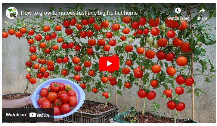 How to Make Tomato Plants Grow Faster