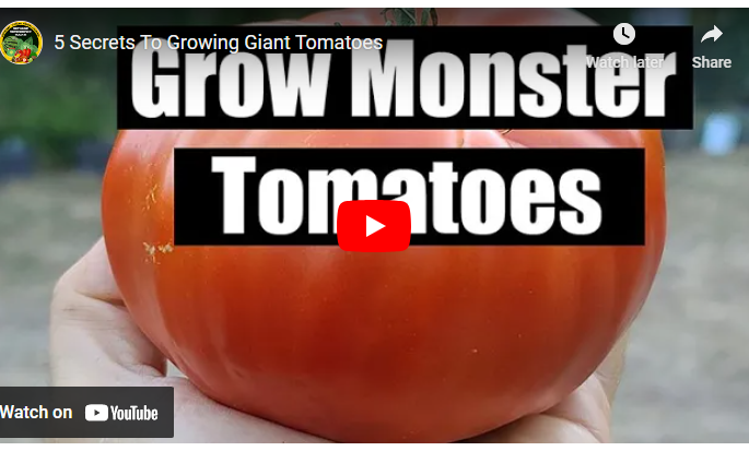How to Make Tomatoes Grow Bigger