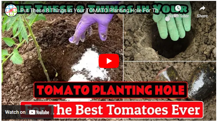 How to Make the Best Soil for Tomatoes