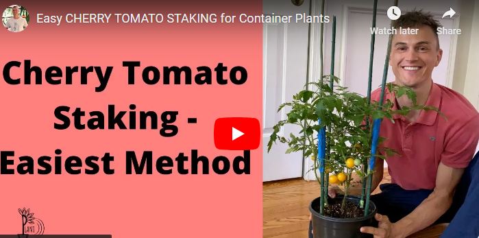 How to Support Tomato Plants in Pots