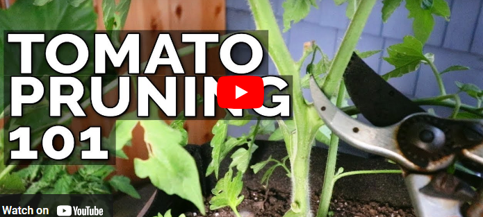 How to Trim Tomato Plants to Produce More Fruit