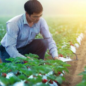 Strawberry Farming Business Plan Proposal