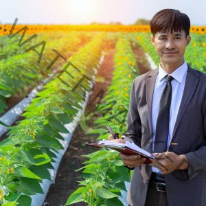 Sunflower Farming Business Plan Proposal