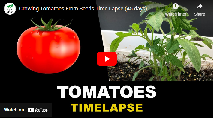 Tomato Growth Stages in Days