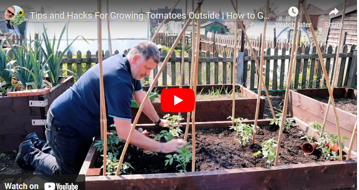 When to Plant Tomatoes in Pots Outside