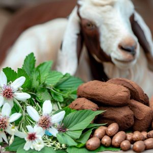 How to treat Goats Diarrhea with Herbs 