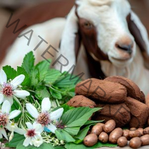 How to treat Goats Diarrhea with Herbs 