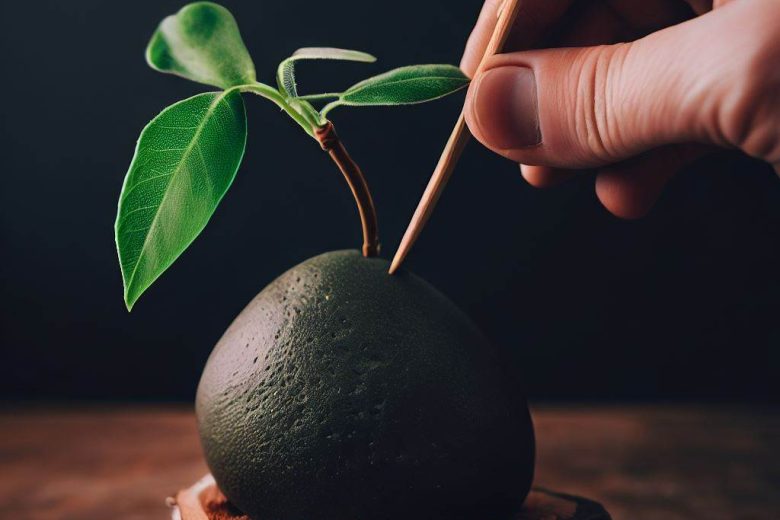 How to Grow Avocado from Stone Using Toothpick