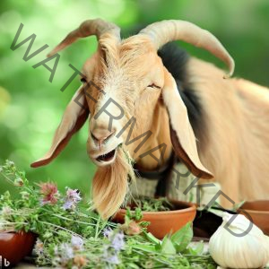 How to treat Goat Coughing and Sneezing with herbs