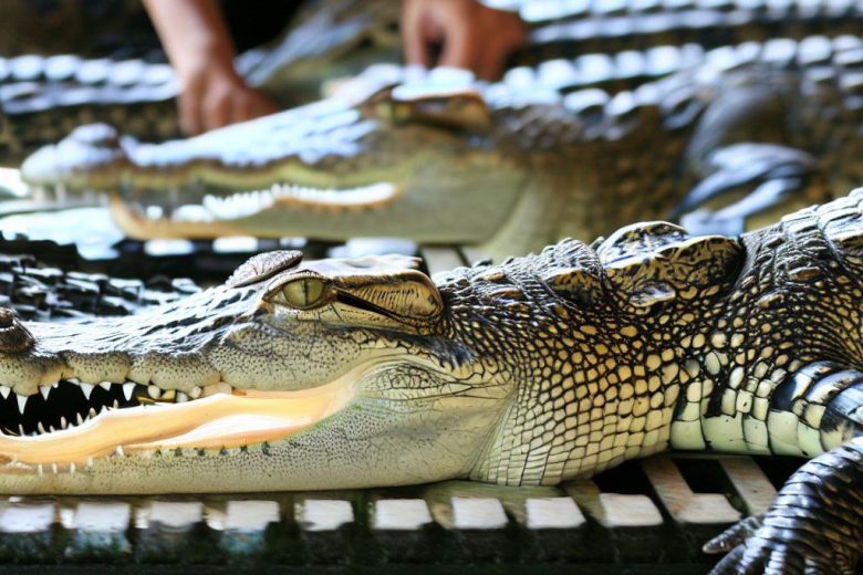 Crocodile Farming Business Plan