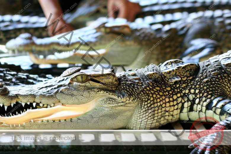 Crocodile Farming Business Plan