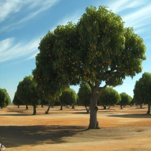 Fastest Growing Fruit Trees In California
