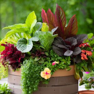 Complete Guide for container gardening for beginners