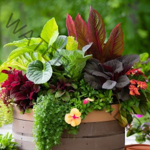 Complete Guide for container gardening for beginners