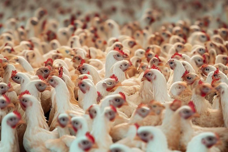 List Of Poultry Farms In UAE