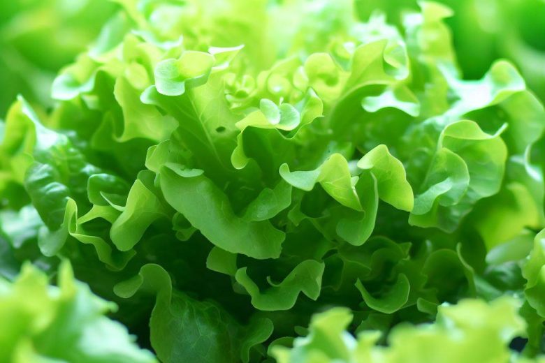 Fastest Growing Lettuce For Hydroponics
