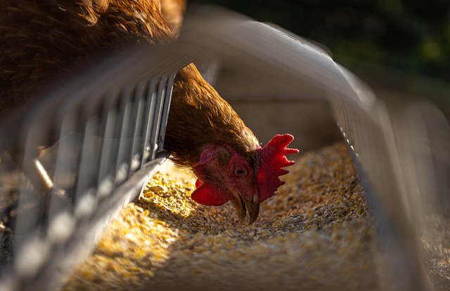 How To Produce Your Own Chicken Feeds: Chicken feed calculator