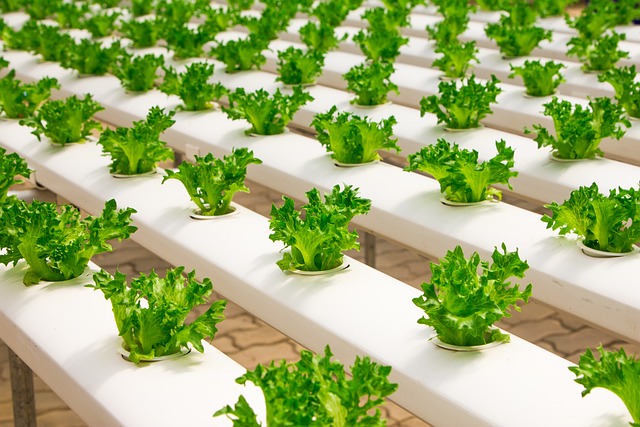 How To Prepare Hydroponic Solution And Start Growing Plants