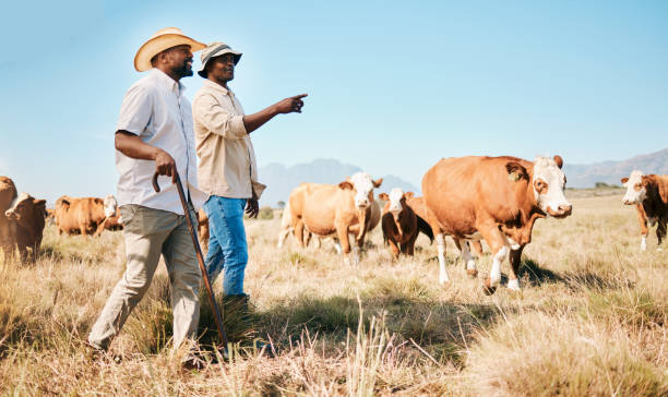 Livestock Management in African