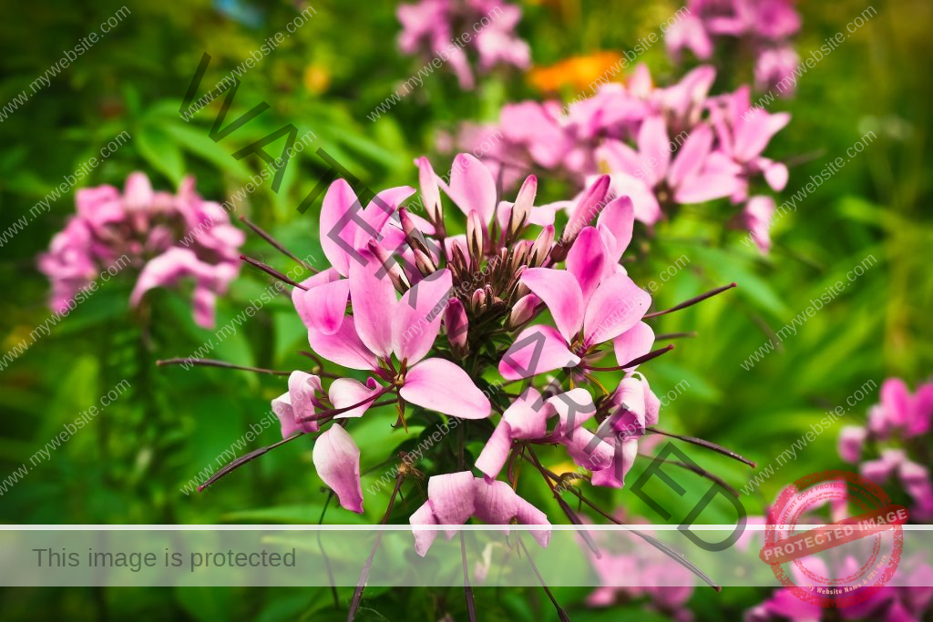 Cleome Spider Flower – Best Guide on How To Grow Cleome - Agrolearner.com