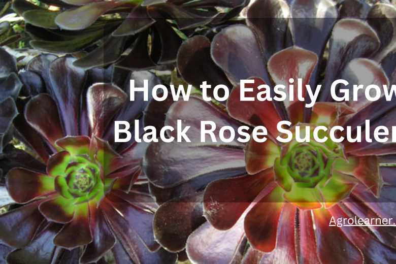 How to Easily Grow Black Rose Succulent