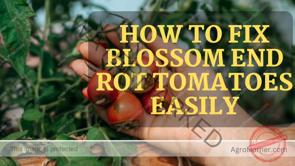 How to Fix Blossom End Rot in Tomatoes Easily (MUST READ