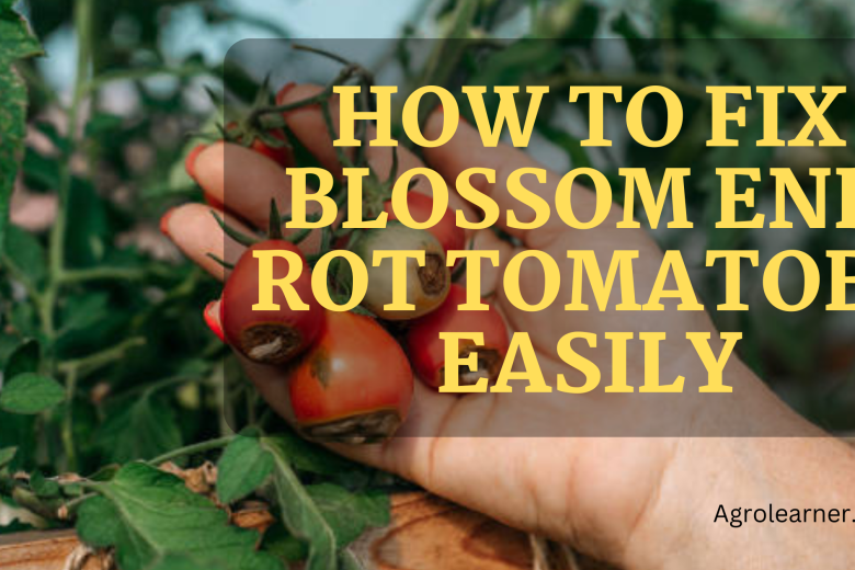 How to Fix Blossom End Rot Tomatoes Easily
