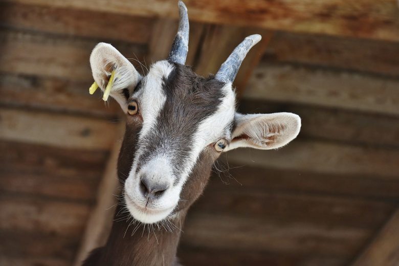Goat Farming In The USA: How To Start Goat Farming In The USA